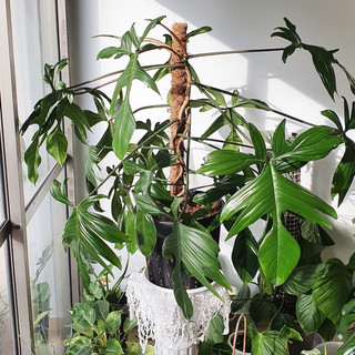 Cây Trầu Bà Cánh Én [ Philodendron Florida Beauty]