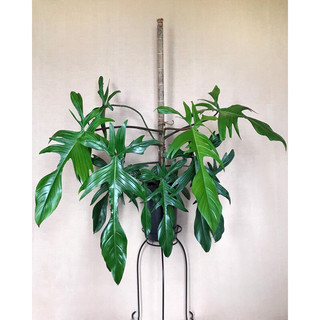 Cây Trầu Bà Cánh Én [ Philodendron Florida Beauty]