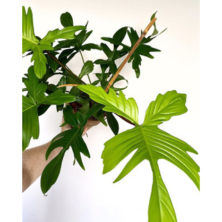 Cây Trầu Bà Cánh Én [ Philodendron Florida Beauty]