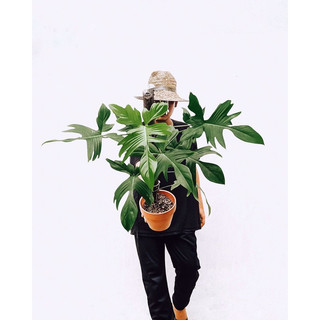 Cây trầu bà cánh én