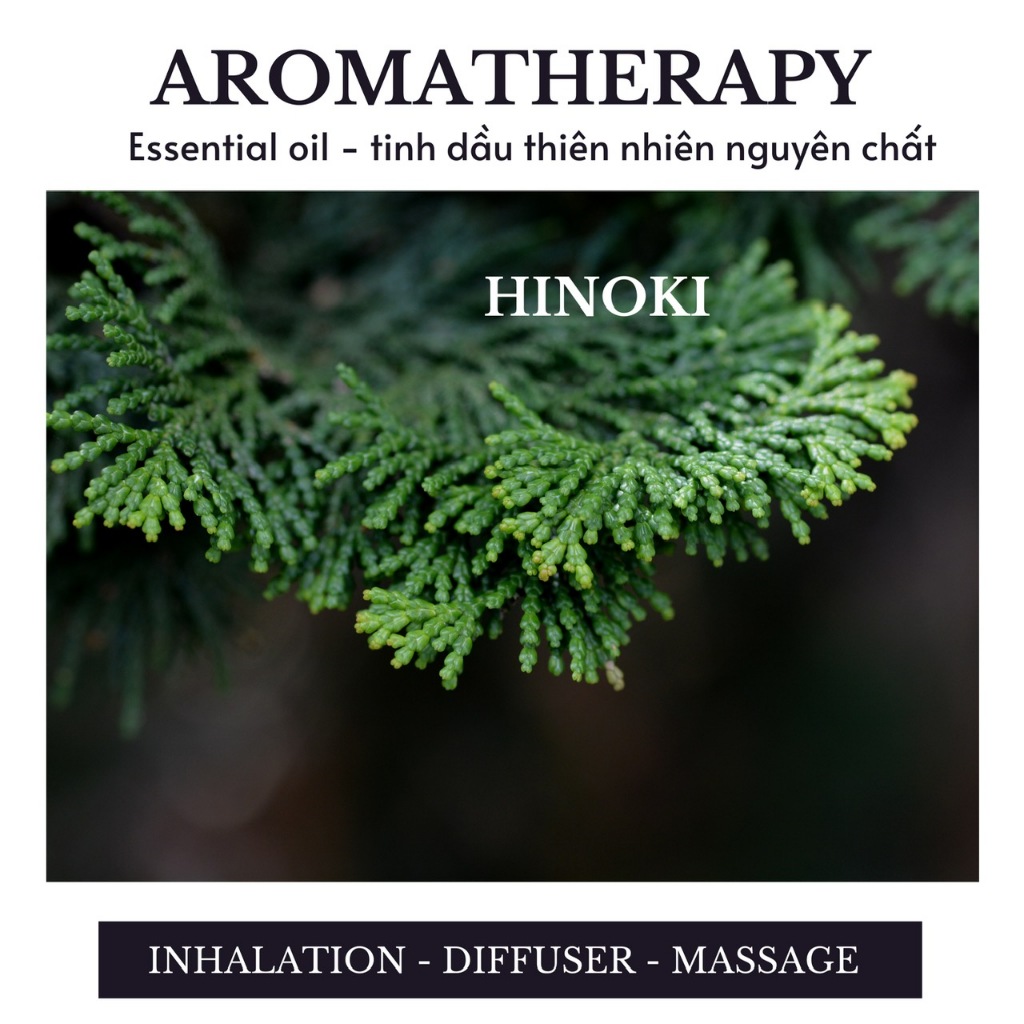 Tinh dầu xông phòng thiên nhiên Hinoki - Hinoki Essential oil_Korea