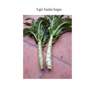 Ngó xuân sapa 79k/kg