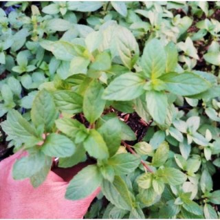 Cây giống cây bạc hạc cay Peppermint, cây bạc hà đuổi côn trùng
