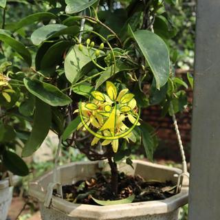 Mai hoàng yến cao gần 1 mét chuẩn bị cho hoa 💥🍁 TẶNG CÂY HOA LAN TỎI 💥🍁 Số lượng có hạn