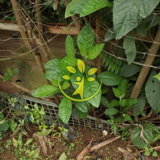 Cây giống lá đắng (mat gau) chuẩn