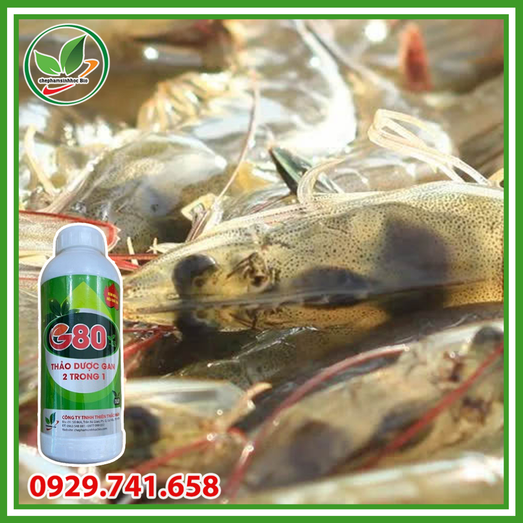 Thảo dược gan 2 trong 1 G80. Phòng bệnh viêm gan, sưng gan, vàng gan, teo gan chuyên dùng cho thủy sản. Chai 1 lít