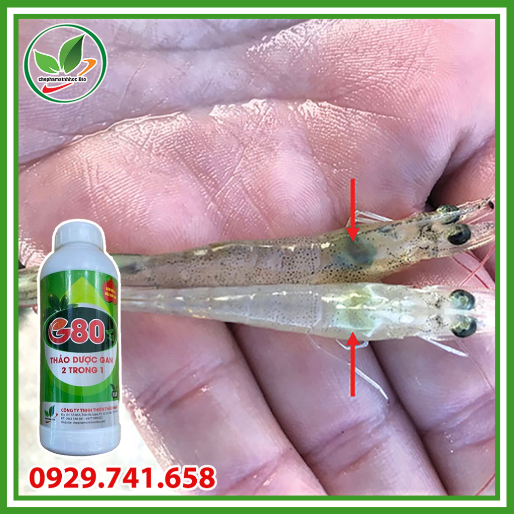 Thảo dược gan 2 trong 1 G80. Phòng bệnh viêm gan, sưng gan, vàng gan, teo gan chuyên dùng cho thủy sản. Chai 1 lít