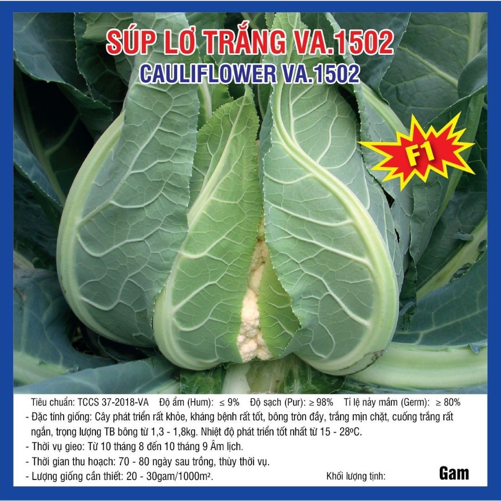 Hạt giống Súp lơ trắng F1 VA.1502 100 hạt