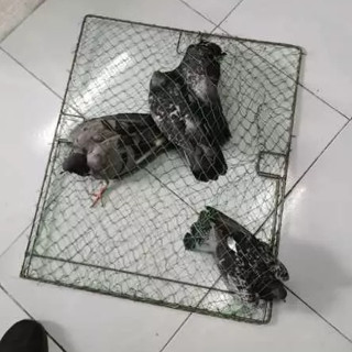 Lồng Lưới Tàng Hình Bẫy Gà, Bìm Bịp, Quốc, Chim Sẻ, Cò, Cuốc, Cút Rừng - Mẹt Vuông Bắt Gà - Hiệu Quả 100%