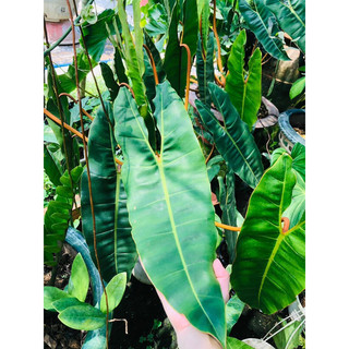 Philodendron Billietiae (hạc cam)