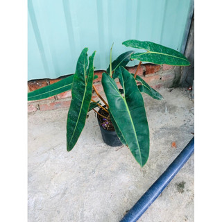 Philodendron Billietiae (hạc cam)