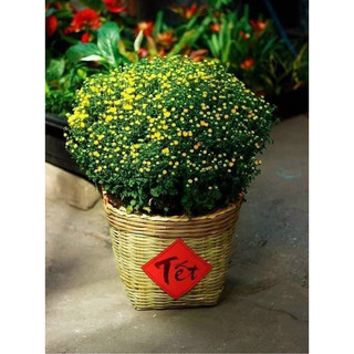 cần xé tre 30cm và 35cm
