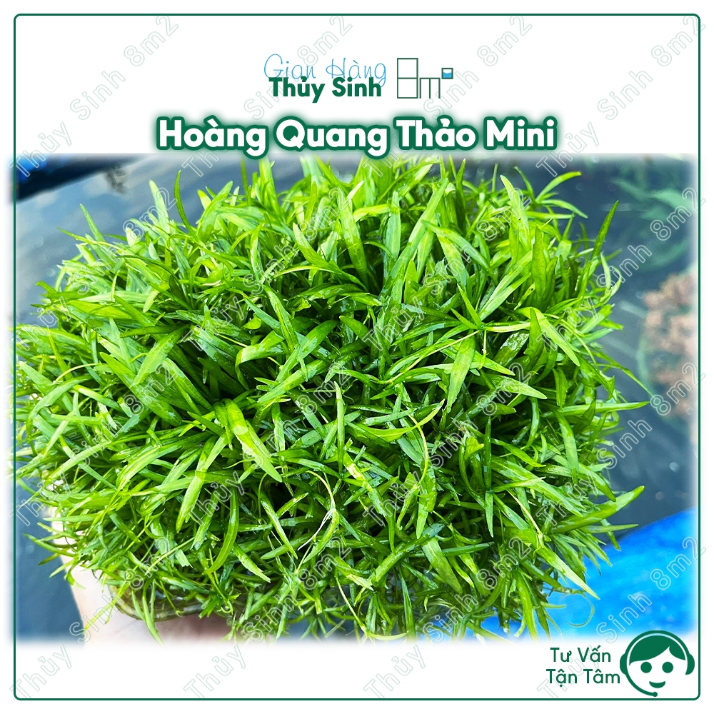 (Lá Nước) Hoàng Quang Thảo Mini | Cây Thủy Sinh KHÔNG CO2, Trải Nền, Tiền Cảnh | 8m2