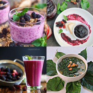 Combo 3 Cây Dâu Tằm Siêu Trái