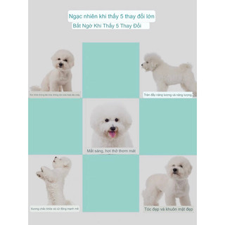 Thức ăn hạt Dr.Glint dành cho chó BICHON túi 2kg