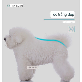 Thức ăn hạt Dr.Glint dành cho chó BICHON túi 2kg