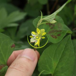 Bầu giống rau diếp cá chuẩn hàng - gửi cây như hình