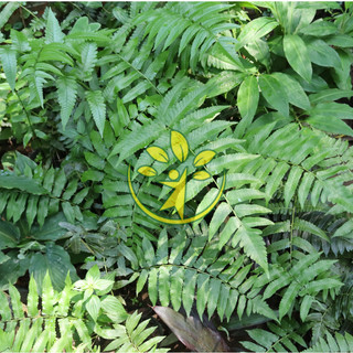 🌿 Rau dớn đặc sản dễ trồng - Tặng kèm cây giống bất kỳ