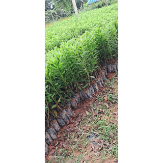 Cây Giống Đỗ Quyên cao 30cm (Đã bật Hỏa Tốc)