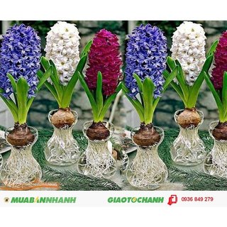 củ hoa tiên ông chơi tết