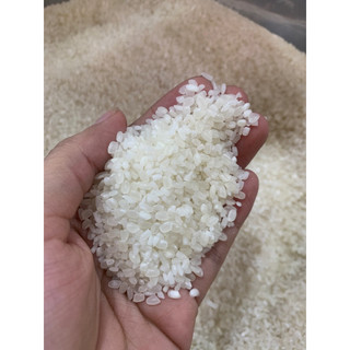 Túi 1kg gạo dẻo 64