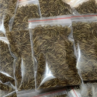 Sâu rang cho hamster