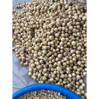 500gr hành tăm, củ nén lựa củ to