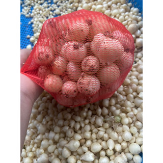 500gr hành tăm, củ nén lựa củ to