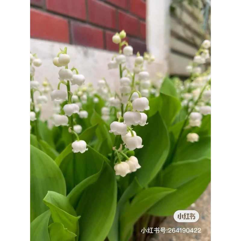Set 5-10 rễ mầm linh lan trắng hoa thơm (lily of the valley)