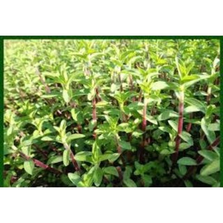 bầu ngò ôm tím làm giống ( có sẵn)