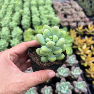 Sen đá sỏi phấn xanh size bầu 4-4,5cm, cây cảnh trang trí nhà cửa thuanphat garden