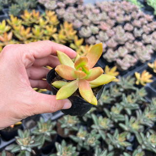 Sen đá đá cam size bầu 4-4,5cm, cây cảnh trang trí nhà cửa thuanphat garden