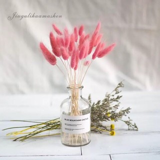 Cỏ Đuôi Thỏ Mix Màu