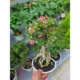 Cây hồng ngọc mai - cây bonsai để bàn