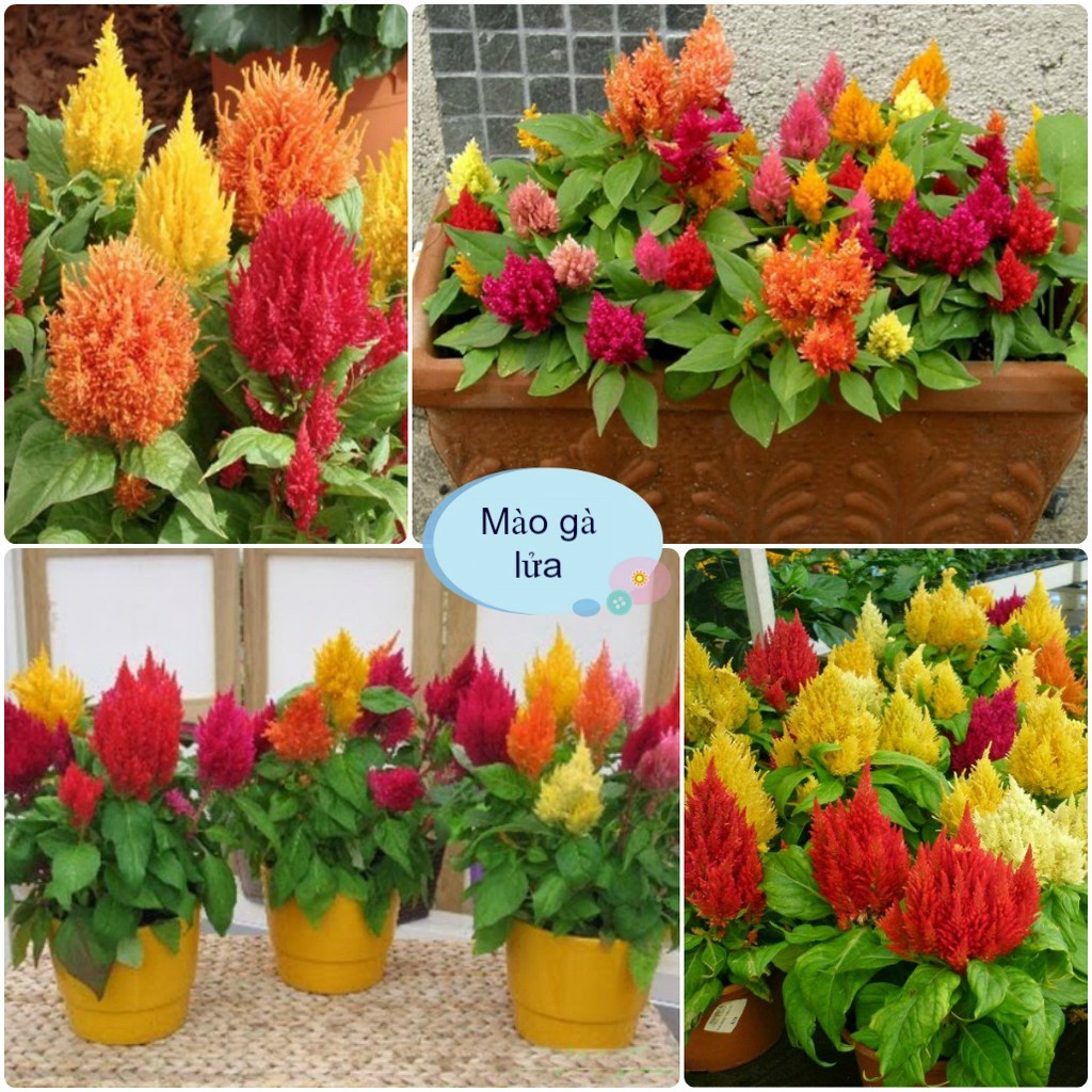 [Gói 200 Hạt] Hạt Giống Hoa Mào Gà Lửa
