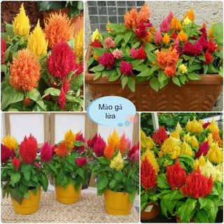 Hạt giống hoa mào gà lửa