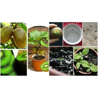 Hạt giống cây kiwi (gói 40 hạt)