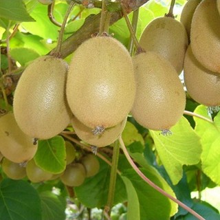Hạt giống cây kiwi (gói 40 hạt)