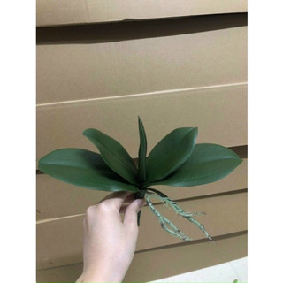 Lá lan hồ điệp giả có rễ chất liệu cao su side lớn