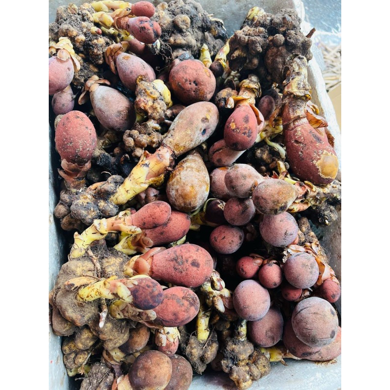 Nấm Ngọc Cẩu 1kg Hút Chân Không