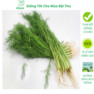 Hạt giống rau Thì là , chịu nhiệt tốt kháng sâu bệnh - MSeed