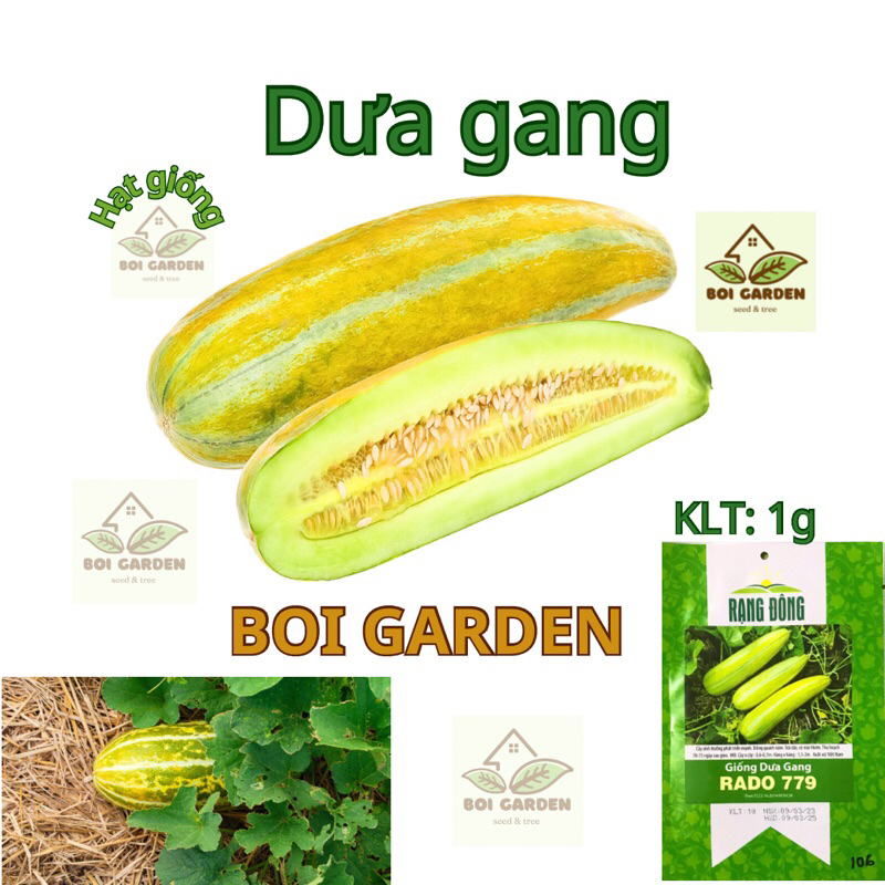 Hạt giống Dưa Gang (106)