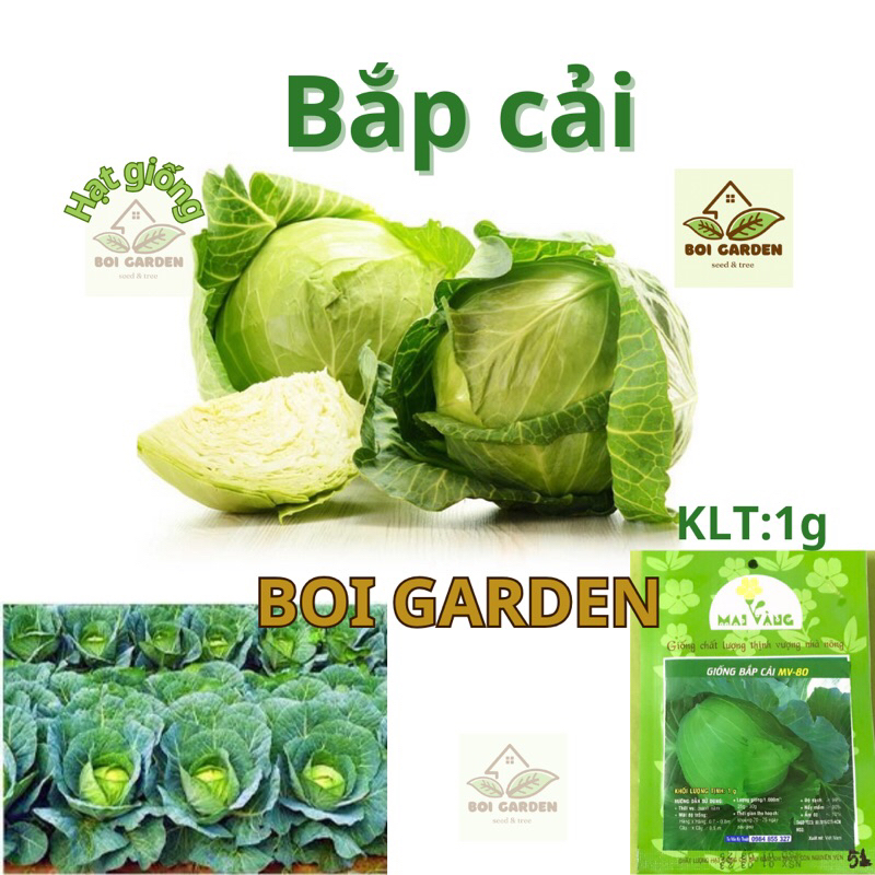 Hạt giống BẮP CẢI lai f1 chịu nhiệt (51)