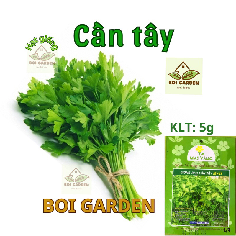 Hạt giống rau CẦN TÂY (105)
