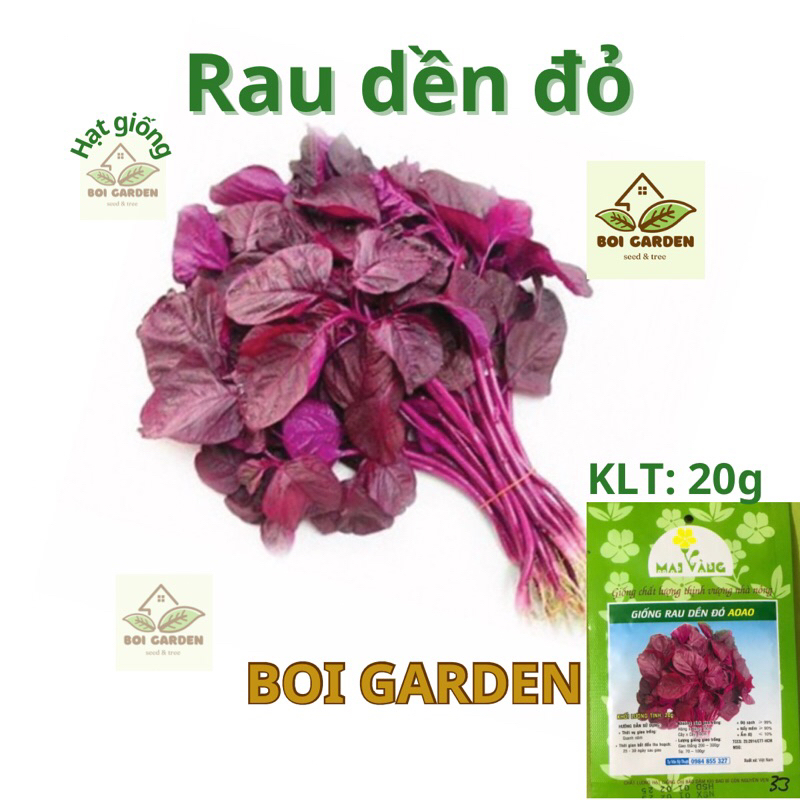 Hạt giống Rau Dền đỏ cao sản (33)