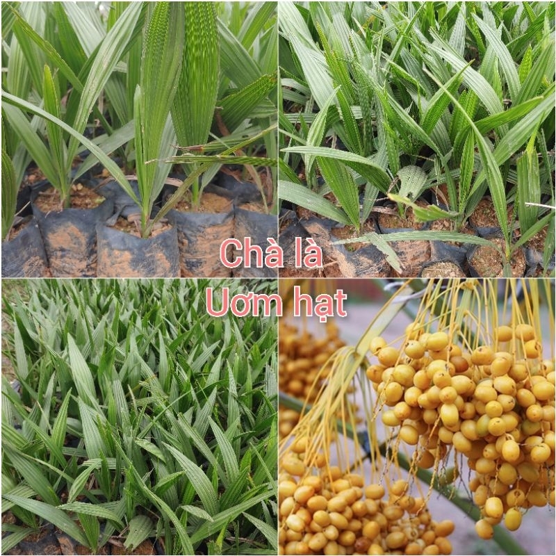 Cây giống Chà Là (mua 10 tặng 1)