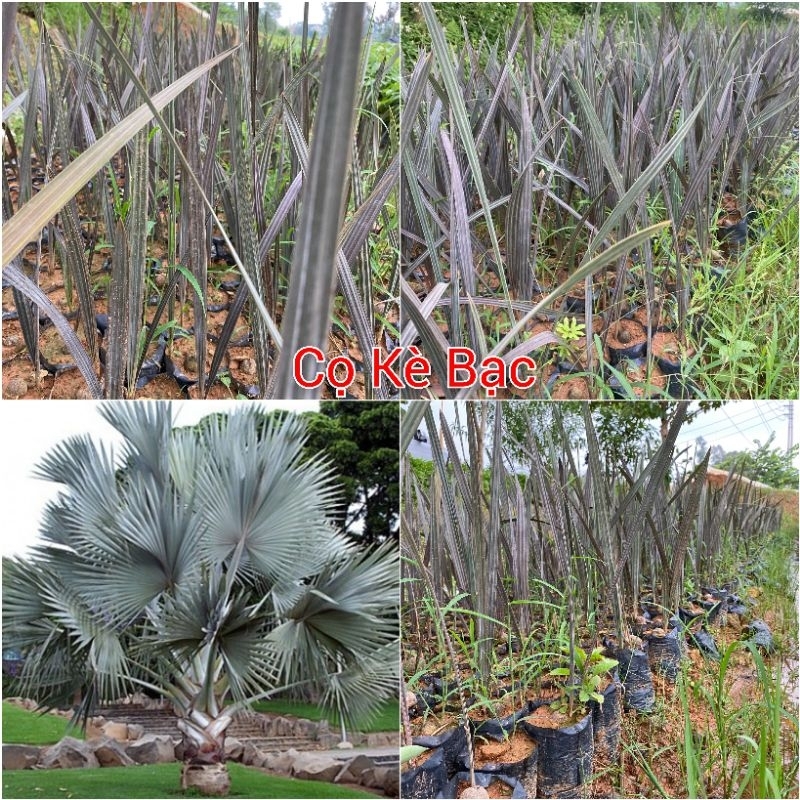 Cây Giống Cọ Bạc, Kè Bạc (mua 10 tặng 1)
