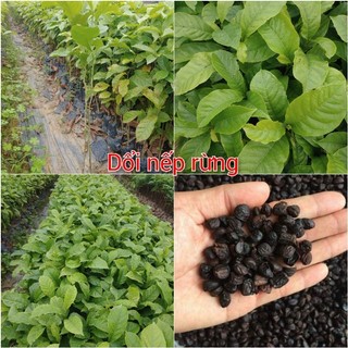 Cây giống Dổi nếp rừng, dổi thực sinh