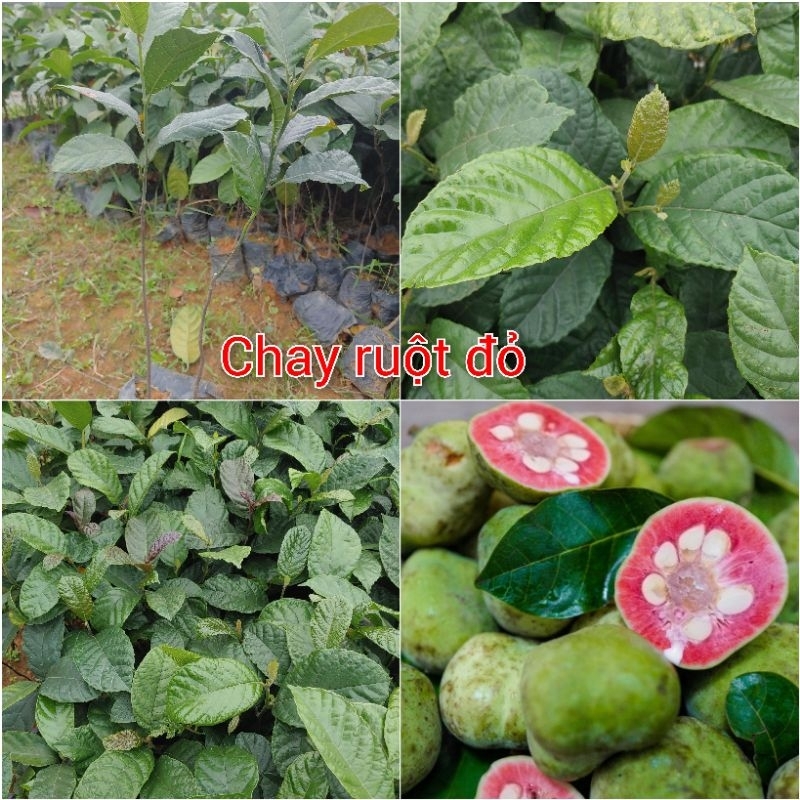 Cây chay giống ruột đỏ (mua 10 tặng 1)