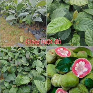 Cây chay giống ruột đỏ